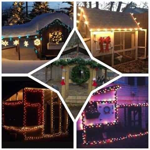 Chicken Coops With Christmas Lights