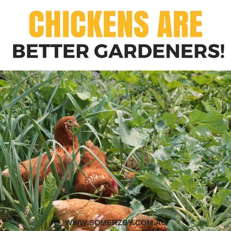 Chickens are better gardeners