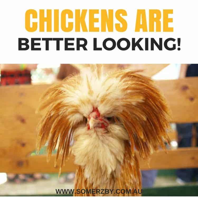 Chickens are better looking