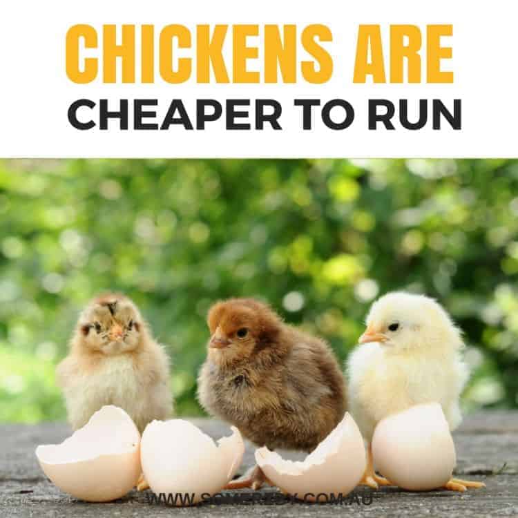 Chickens are cheaper to run