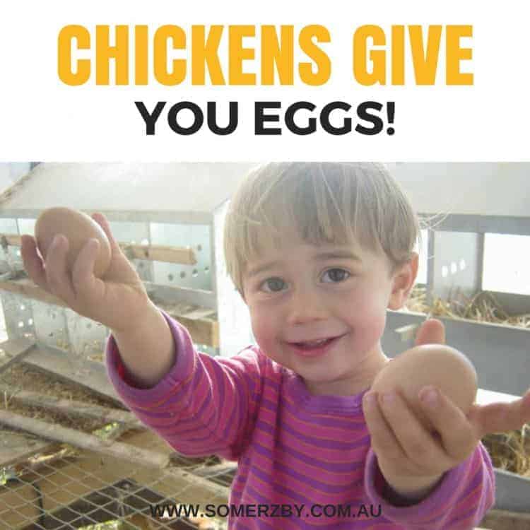 Chickens give you eggs