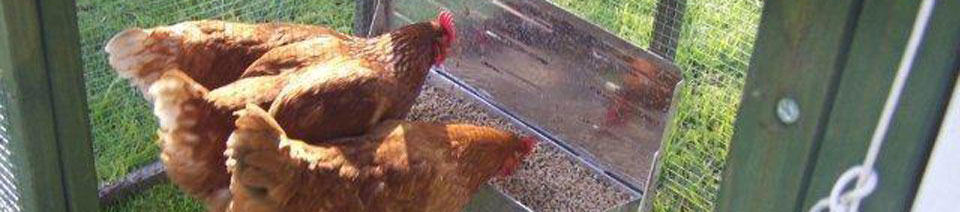 chickens using automatic feeder