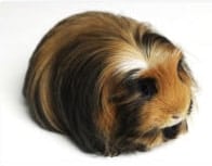 coronet guinea pig