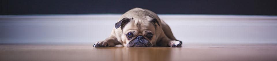 Crate training cheap a pug