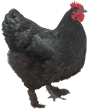 croad langshan chicken breed
