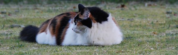 cuddleton british shorthairs