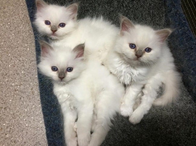 Cute Birman Kittens