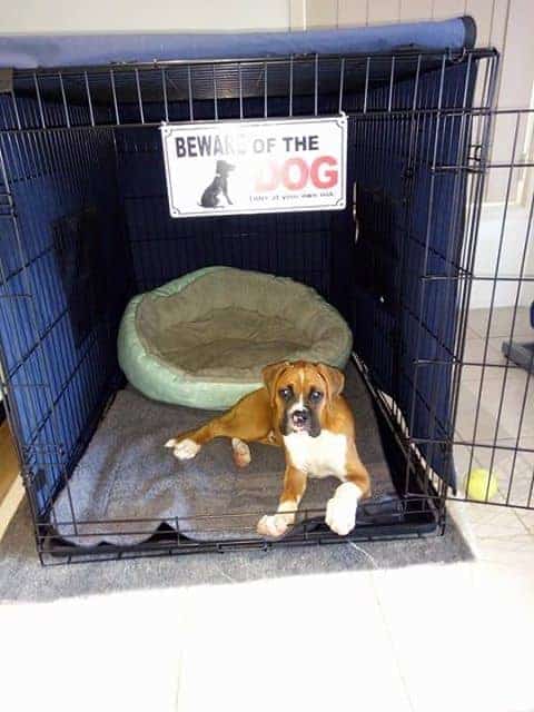 Diesel - Boxer Puppy in Dog Crate with Cover