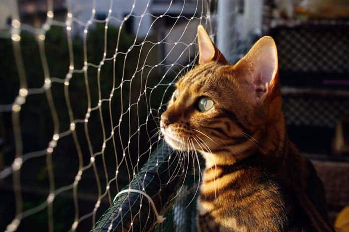 do it yourself diy cat enclosure