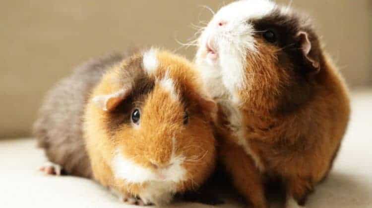 do not try and force the guinea pigs together 