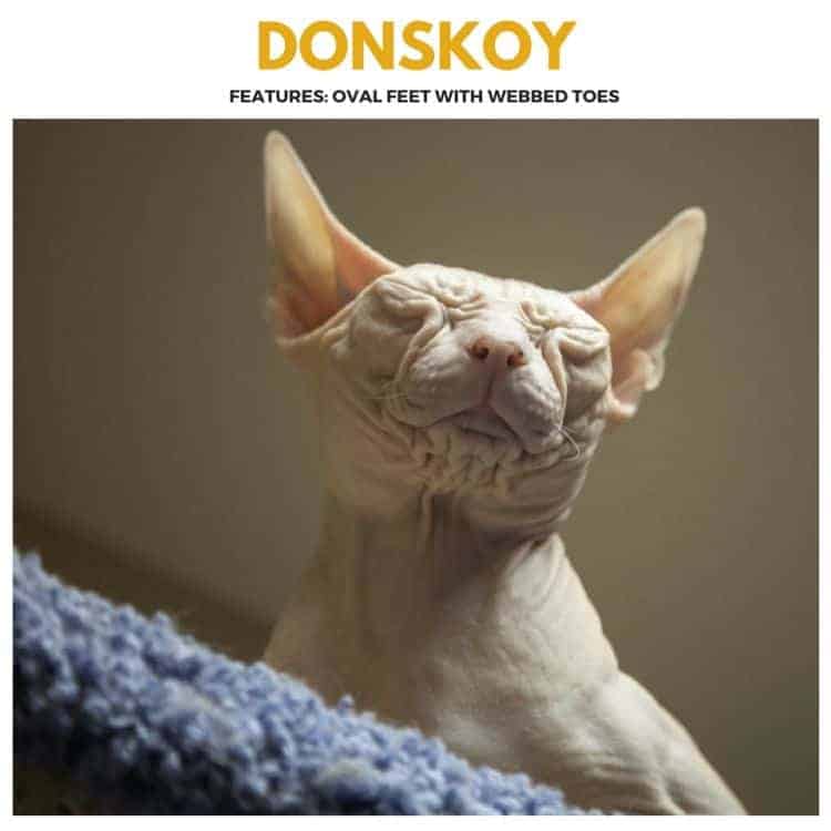 Donskoy