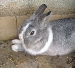 dutch rabbit breed