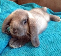 Dwarf Lop Rabbit breed