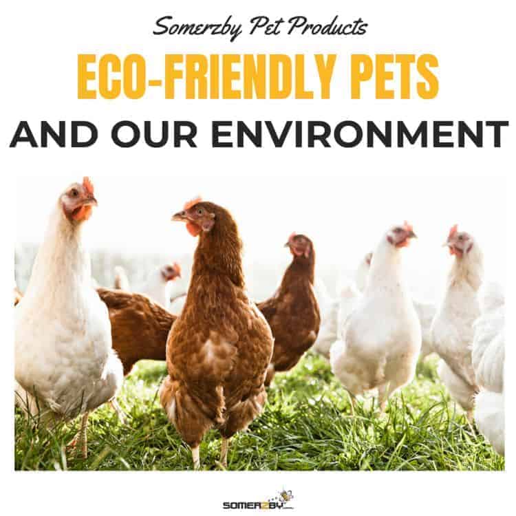 eco-friendly pets and our environment