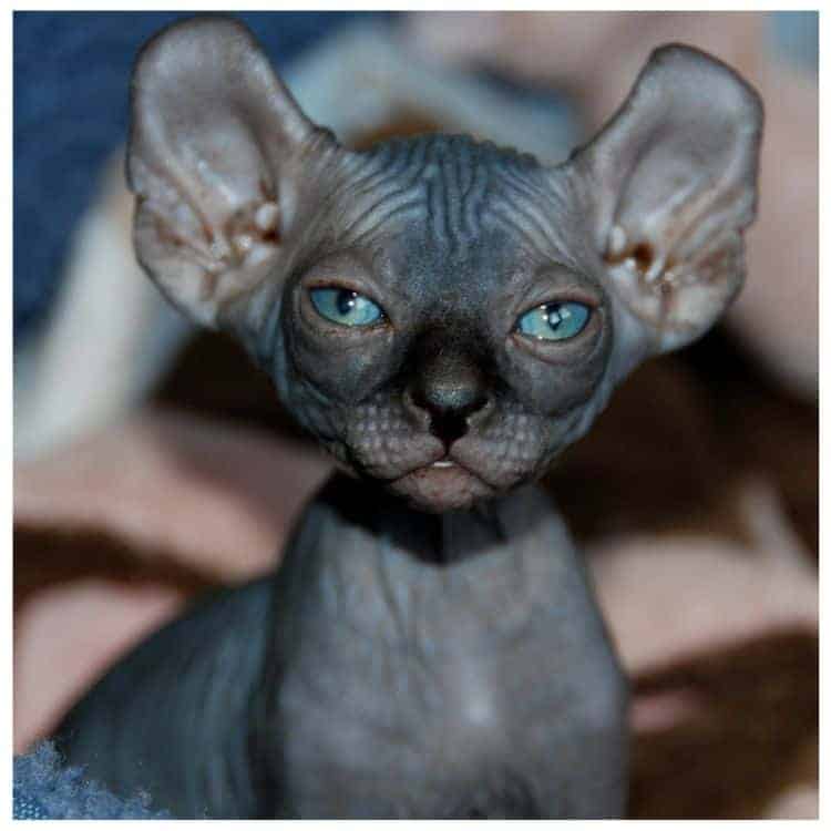 Hairless Cats The Ultimate Guide Of Hairless Cat Breeds