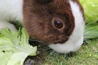 feeding a pet rabbit