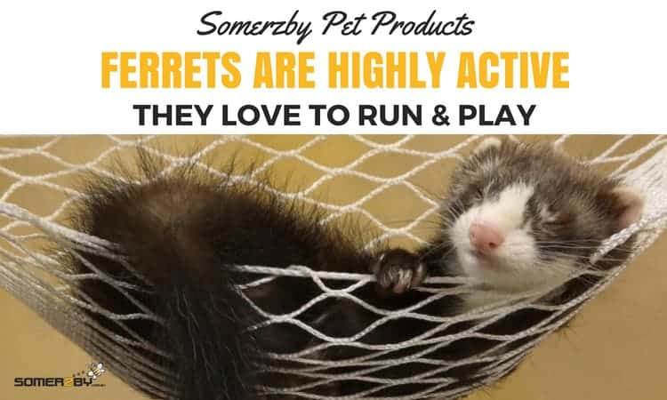Ferrets are highly active they love to run and play Ferrets are highly active they love to run and play