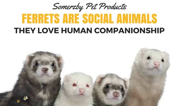 Ferrets are social animals and love human companionship