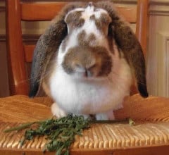 French Lop Rabbit