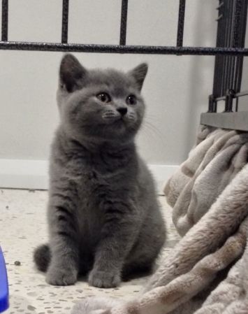 grey kitten