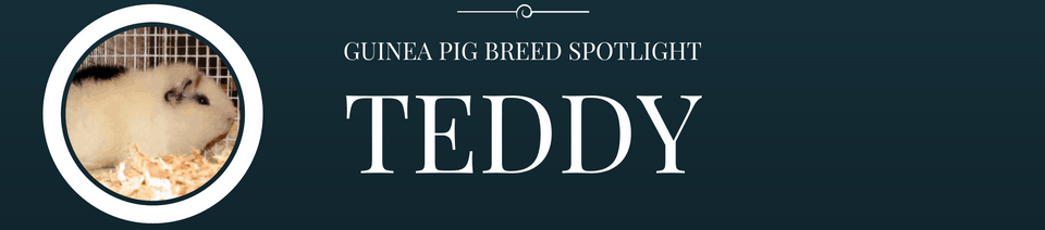 guinea pig breed spotlight