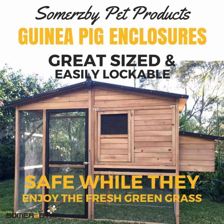 Guinea pig enclosures