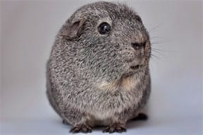 guinea pig list