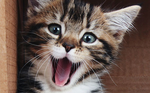 happy cat kitten
