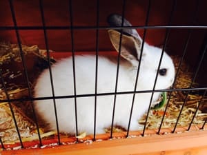 hare rabbit in coop