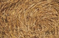 hay hay