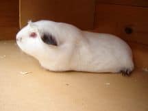 Himalayan Guinea Pig