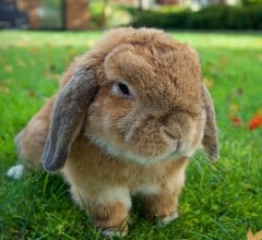 holland lop rabbit breed