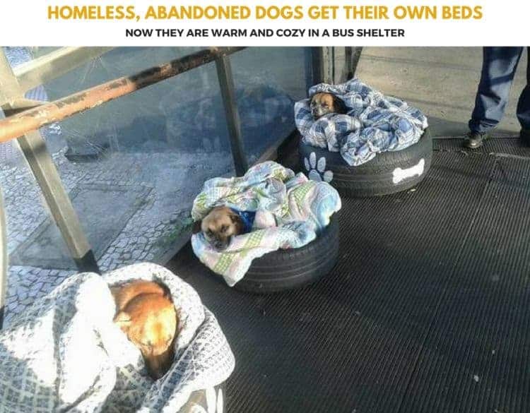 Homeless dogs get their own beds