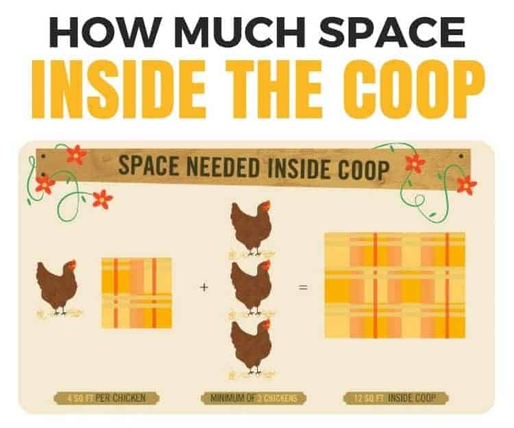 How much space do chickens need