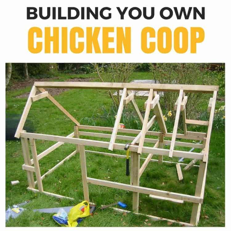 How to build your own chicken coop