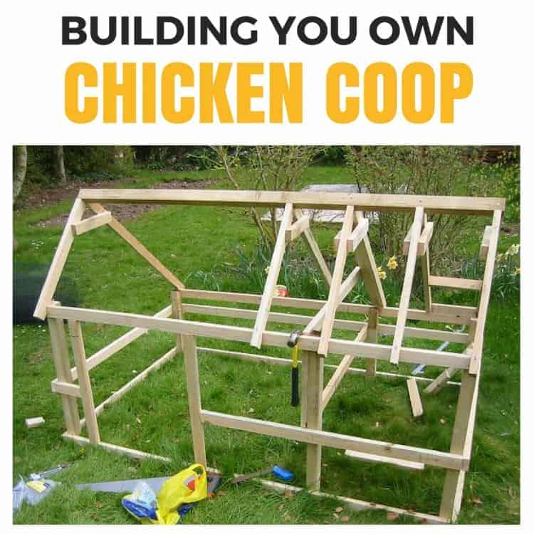 Free Chicken Coops Plans: Building A Chicken Run For Beginners - How To BuilD Your Own Chicken Coop