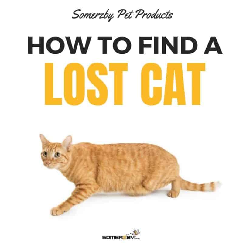 how to find a lost cat with a microchip