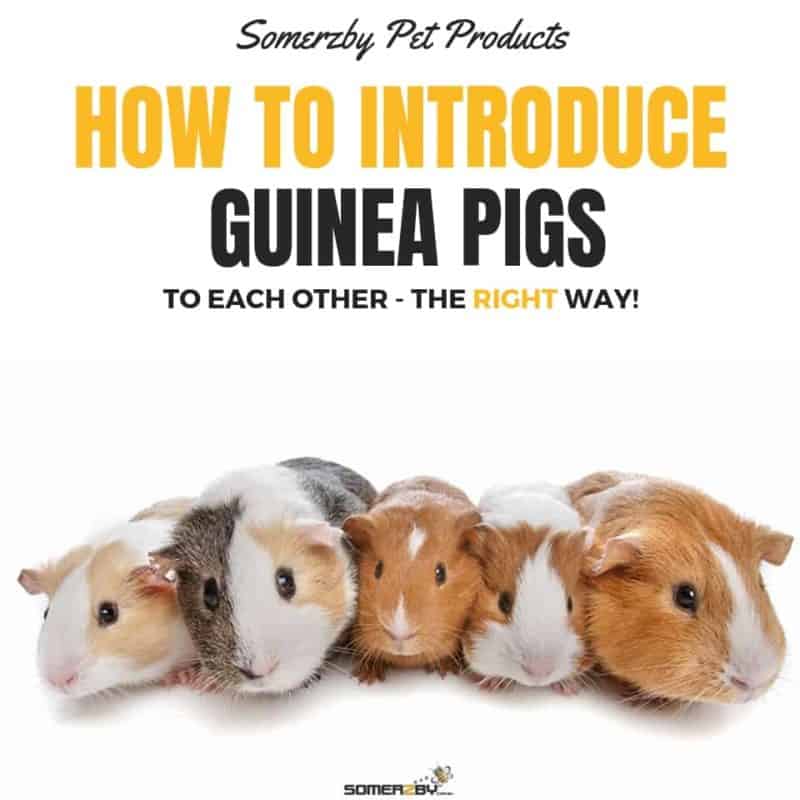 what to do with a new guinea pig