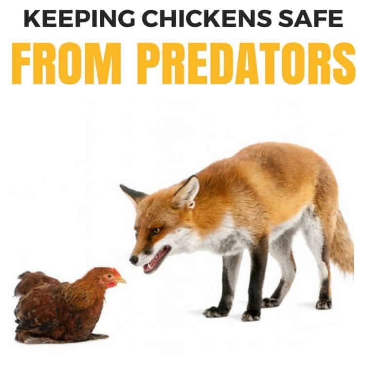 How to keep chickens safe from predators