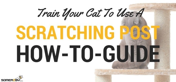 How To Train A Cat To Use A Cat Scratching Post