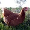 Hy Line Brown Chicken Hy Line Brown Chicken