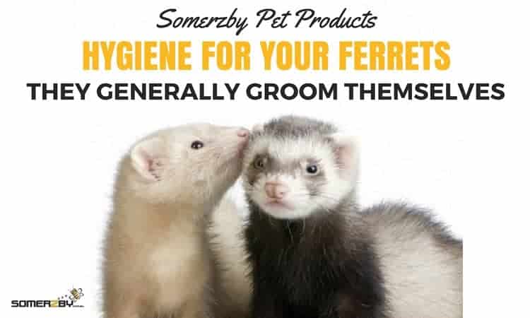 Hygiene for ferrets just like cats they groom themselves