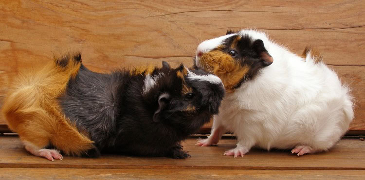 If you think bullying or aggression is occurring separate the guinea pigs