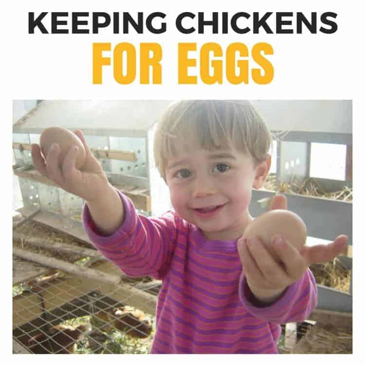 Keeping chickens for eggs