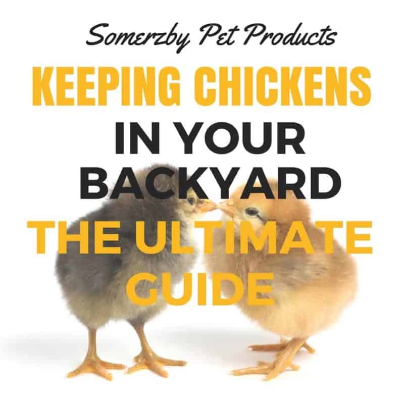 Rabbit Eye Issue - What's going on here?  BackYard Chickens - Learn How to  Raise Chickens