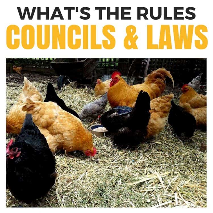 Keeping chickens in your background and the council and local government laws