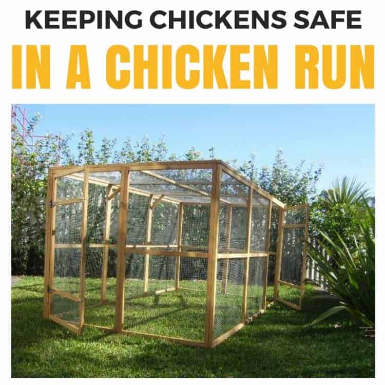 Keeping Chickens - The Ultimate Beginners Guide For The Australian Backyard