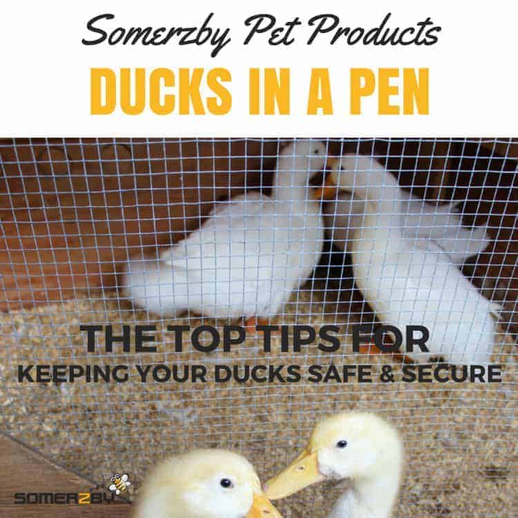 keeping ducks in a pen