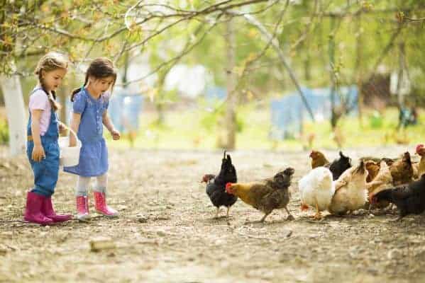 Kids and their pet chickens