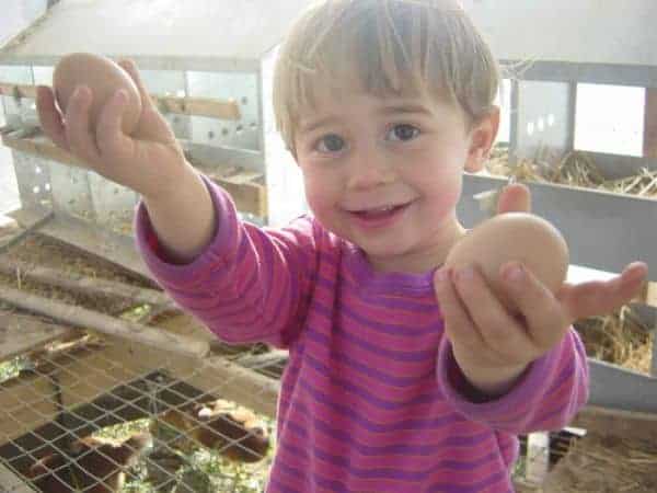 Kids collecting chicken eggs